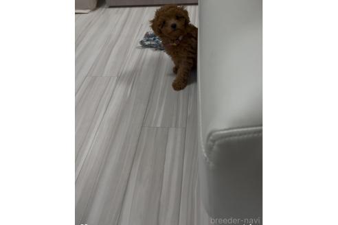 春名幸乃ブリーダーの詳細